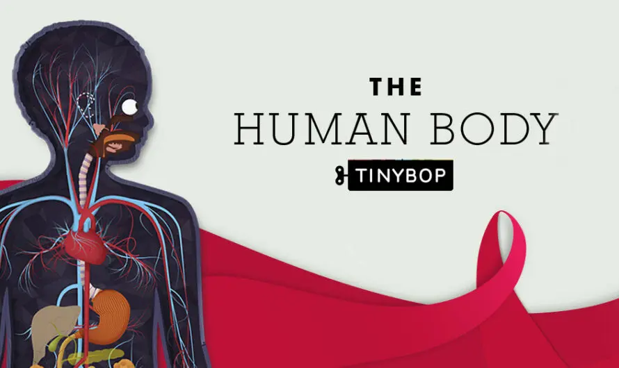 L’anatomie devient facile à comprendre avec l’application Tiny Bop